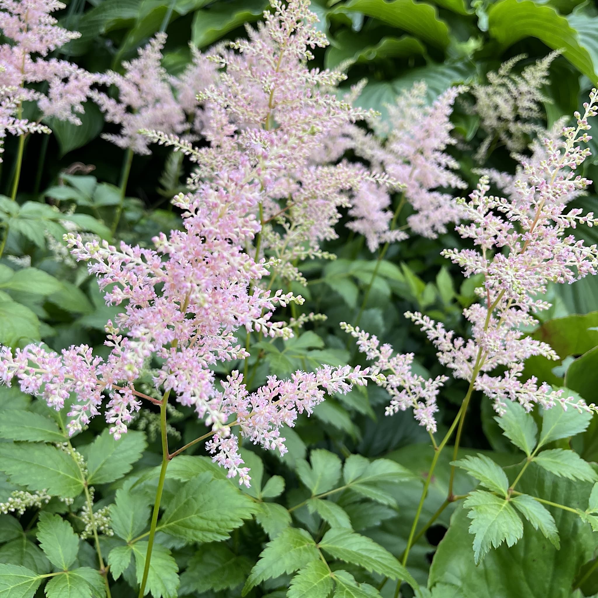Astilbe 'Europa'
