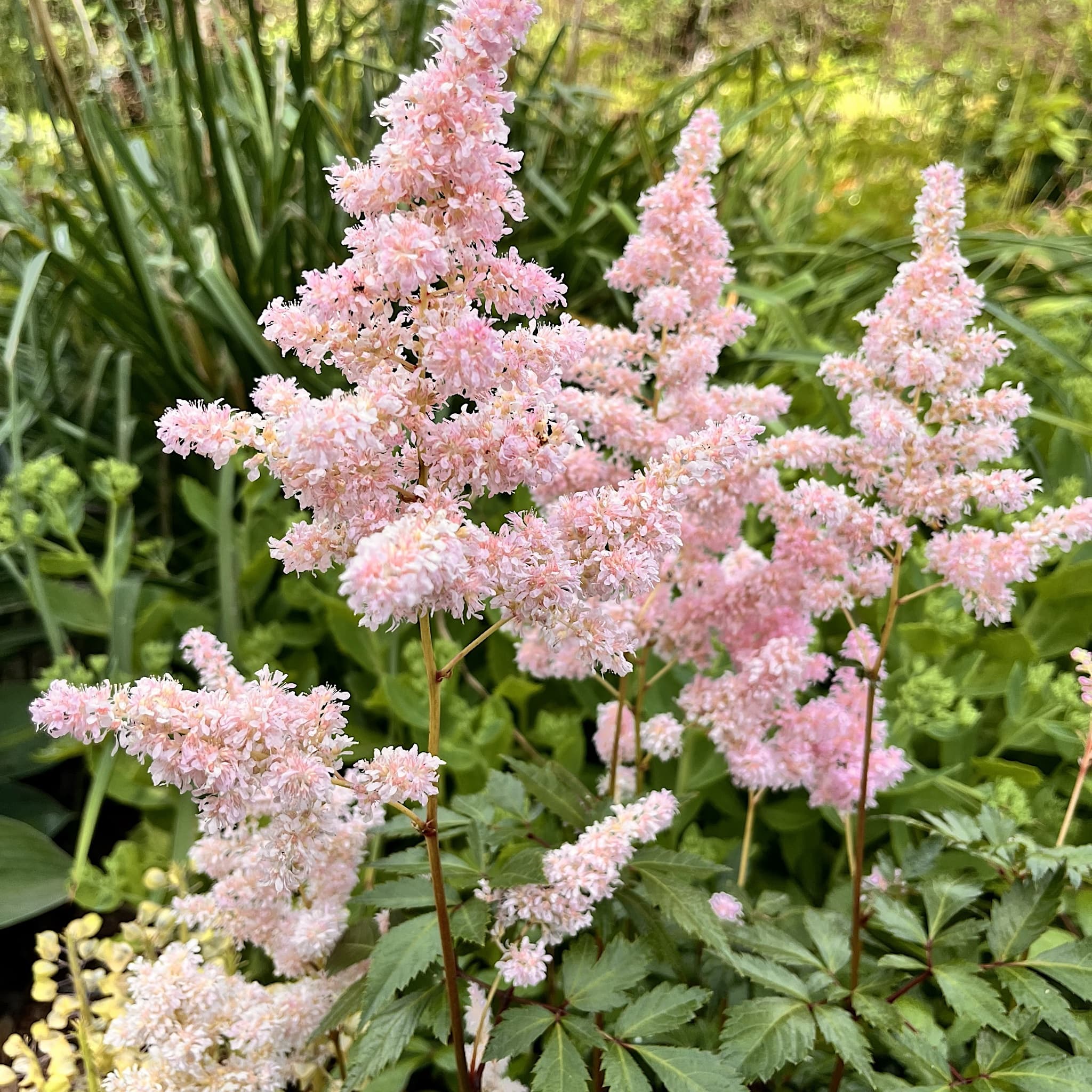 Astilbe 'Europa'