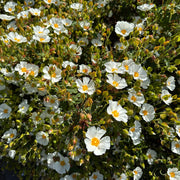 Cistus corbariensis