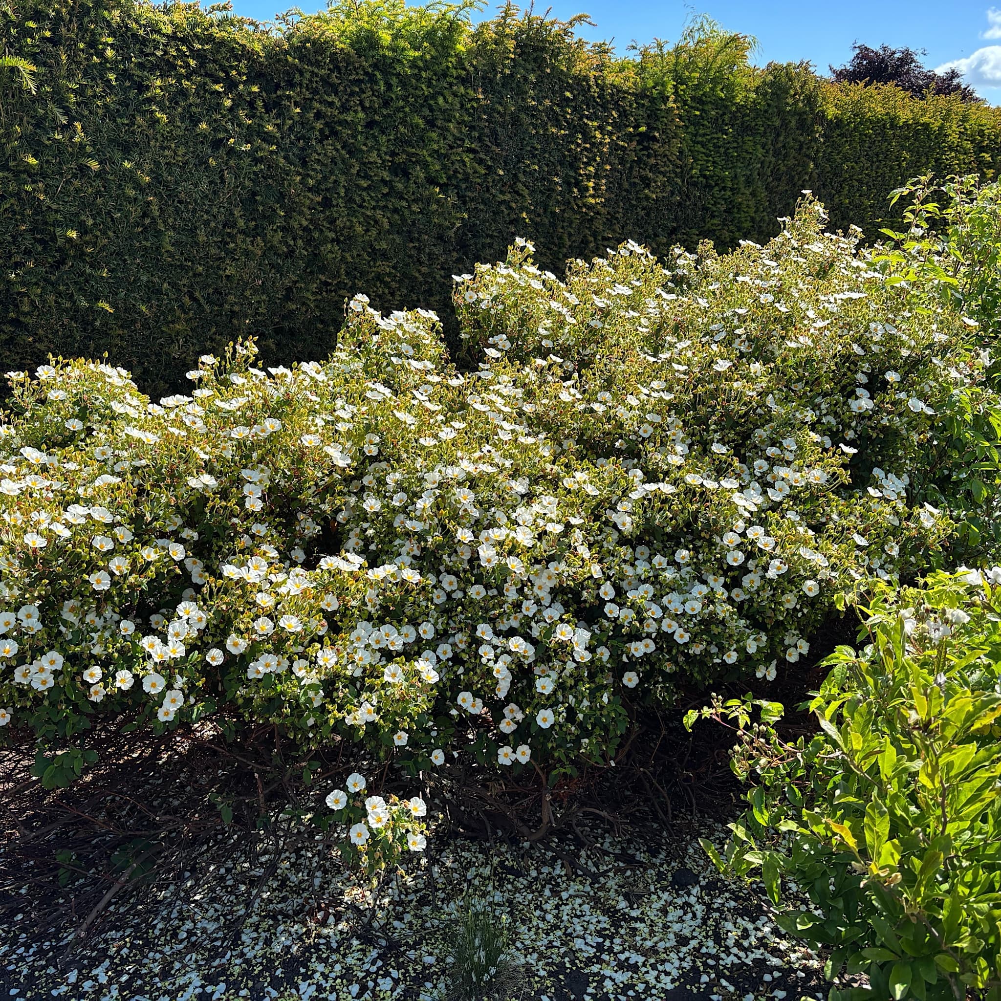 Cistus corbariensis
