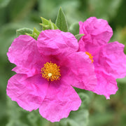 Cistus pulv. 'Sunset'