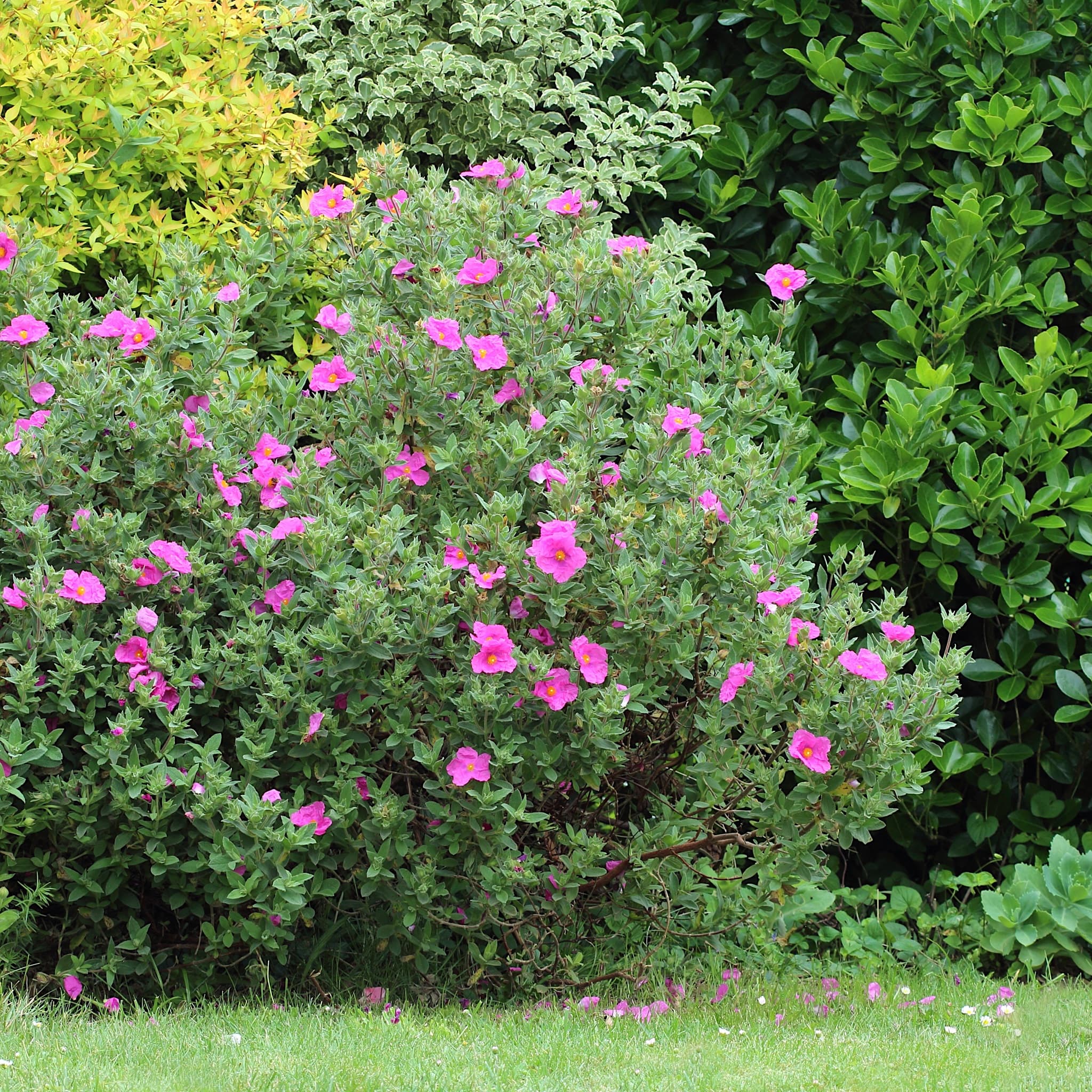Cistus pulv. 'Sunset'