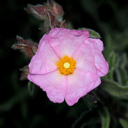 Cistus 'Silver Pink'