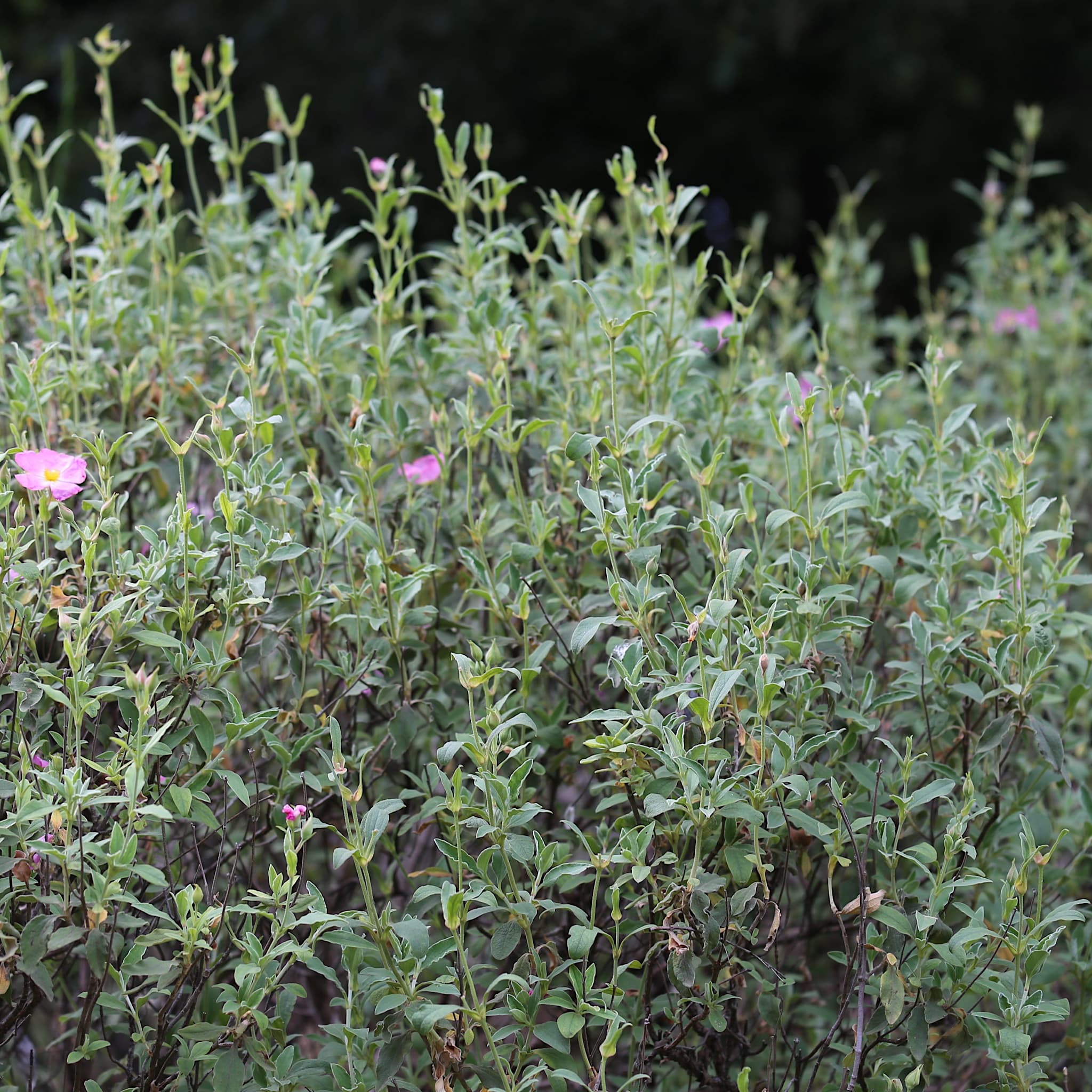 Cistus 'Silver Pink'