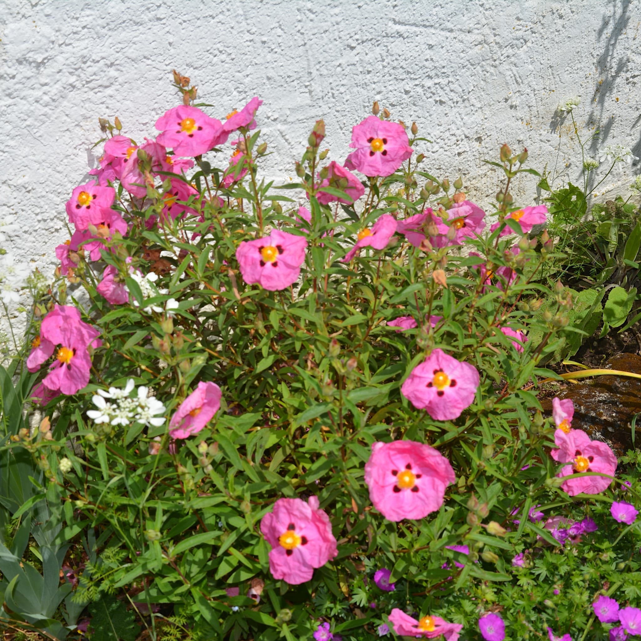 Cistus x purpureus