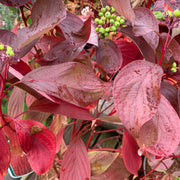 Cornus alba 'Baton Rouge'