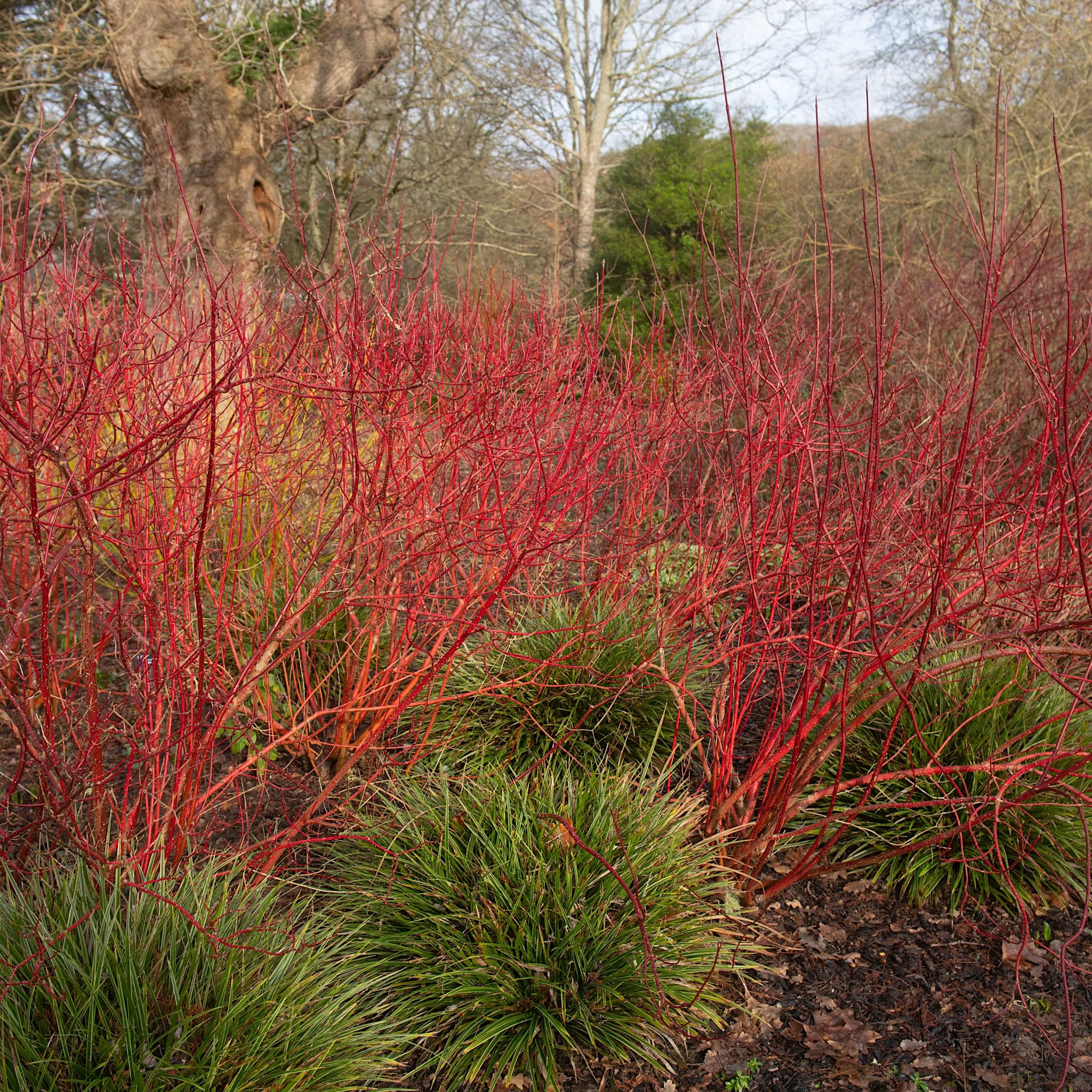 Cornus alba 'Baton Rouge'