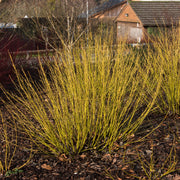 Cornus sericea 'Buds Yellow'