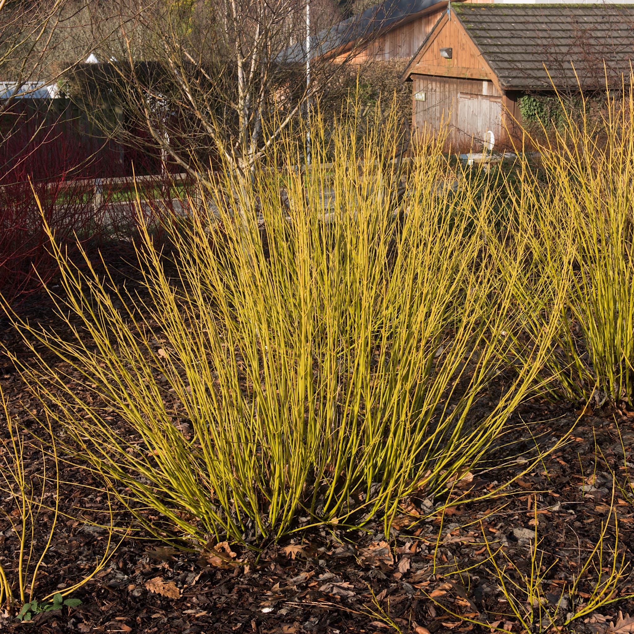 Cornus sericea 'Buds Yellow'