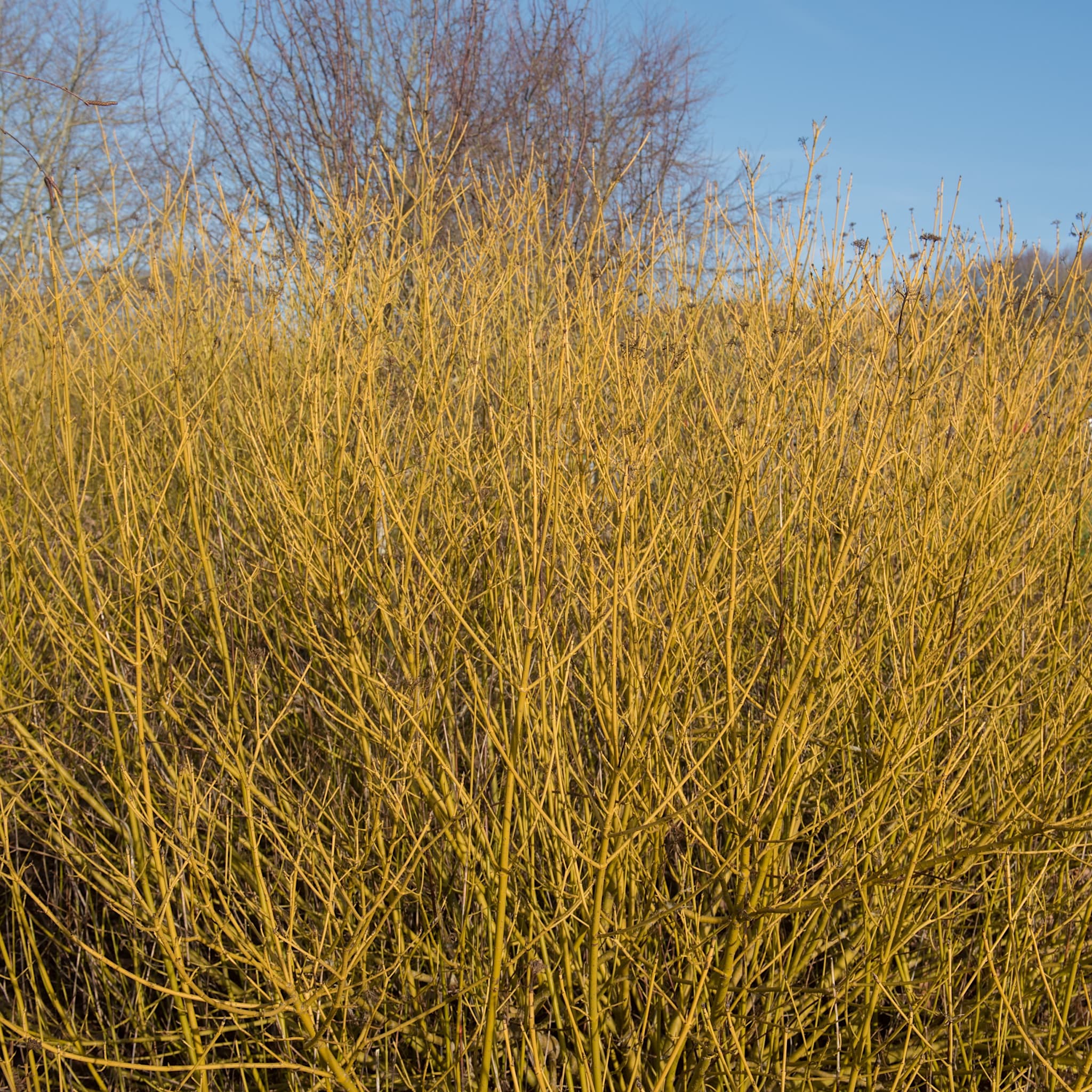 Cornus sericea 'Buds Yellow'