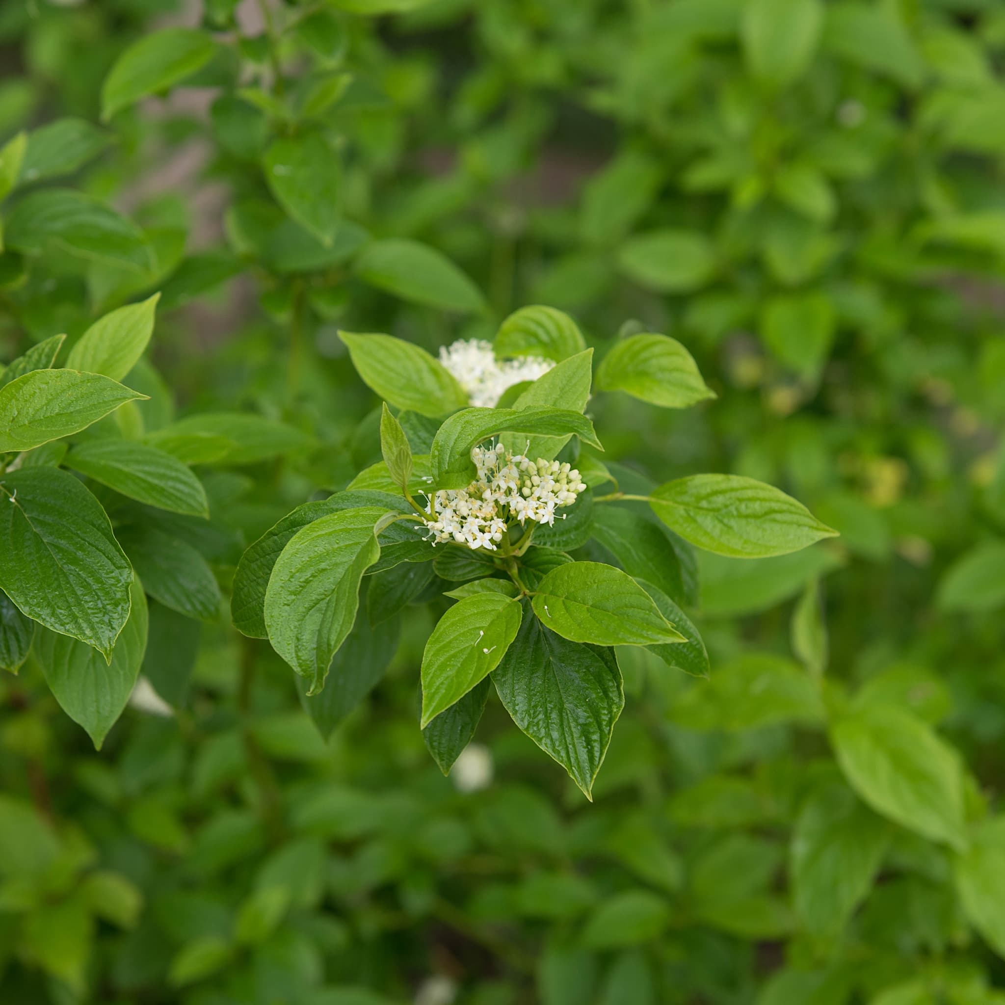 Cornus stolonifera 'Flaviramea'