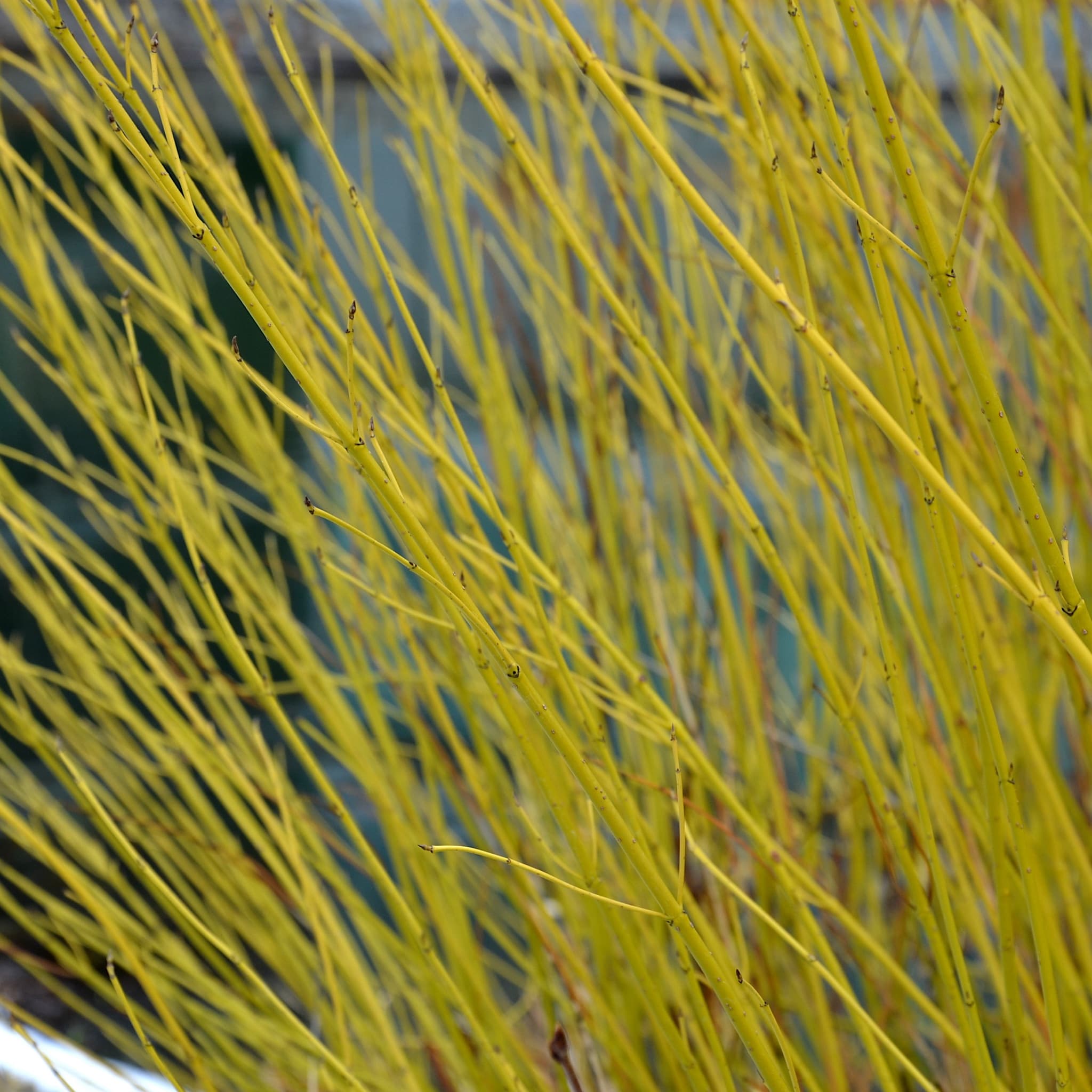 Cornus stolonifera 'Flaviramea'