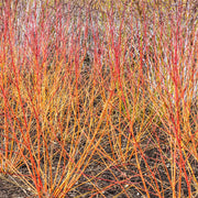Cornus alba 'Anny's Winter Orange'