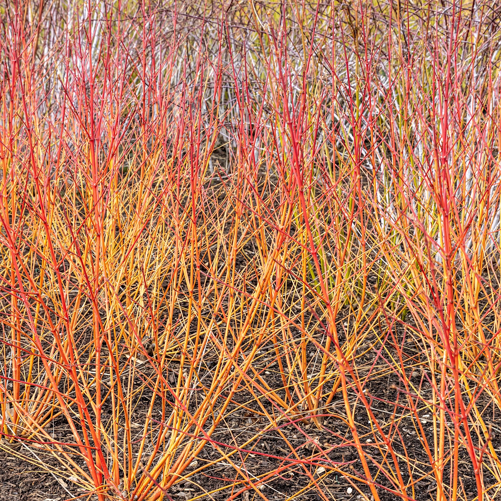 Cornus alba 'Anny's Winter Orange'