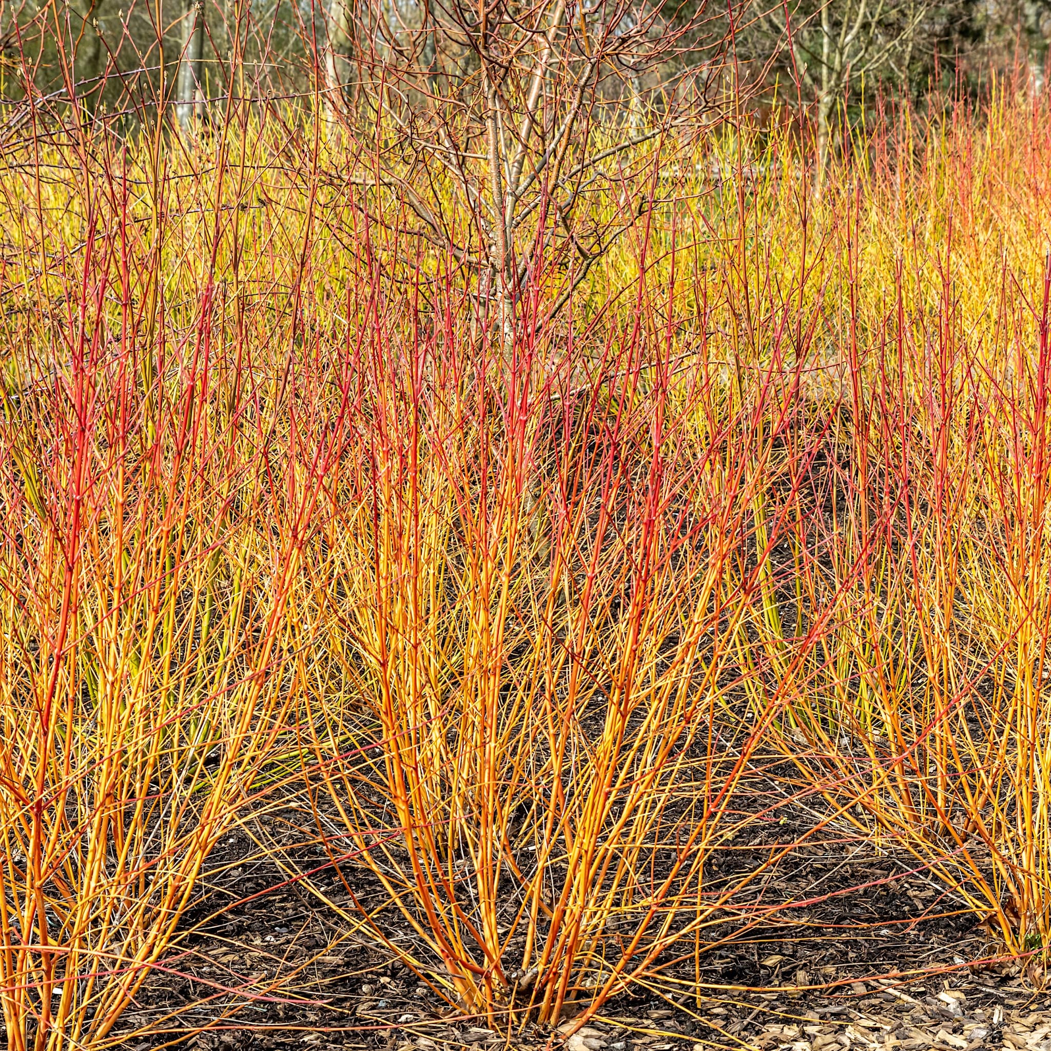 Cornus alba 'Anny's Winter Orange'
