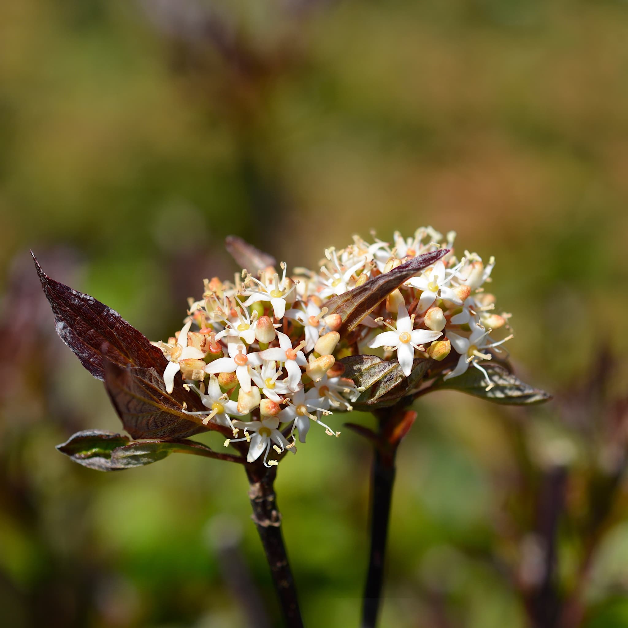 Cornus alba 'Kesselringii'