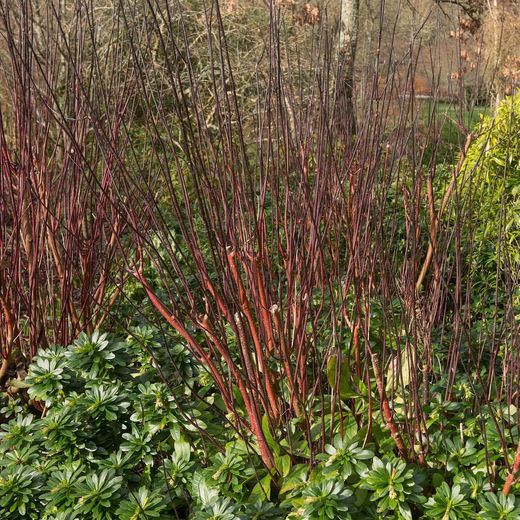Cornus alba 'Kesselringii'