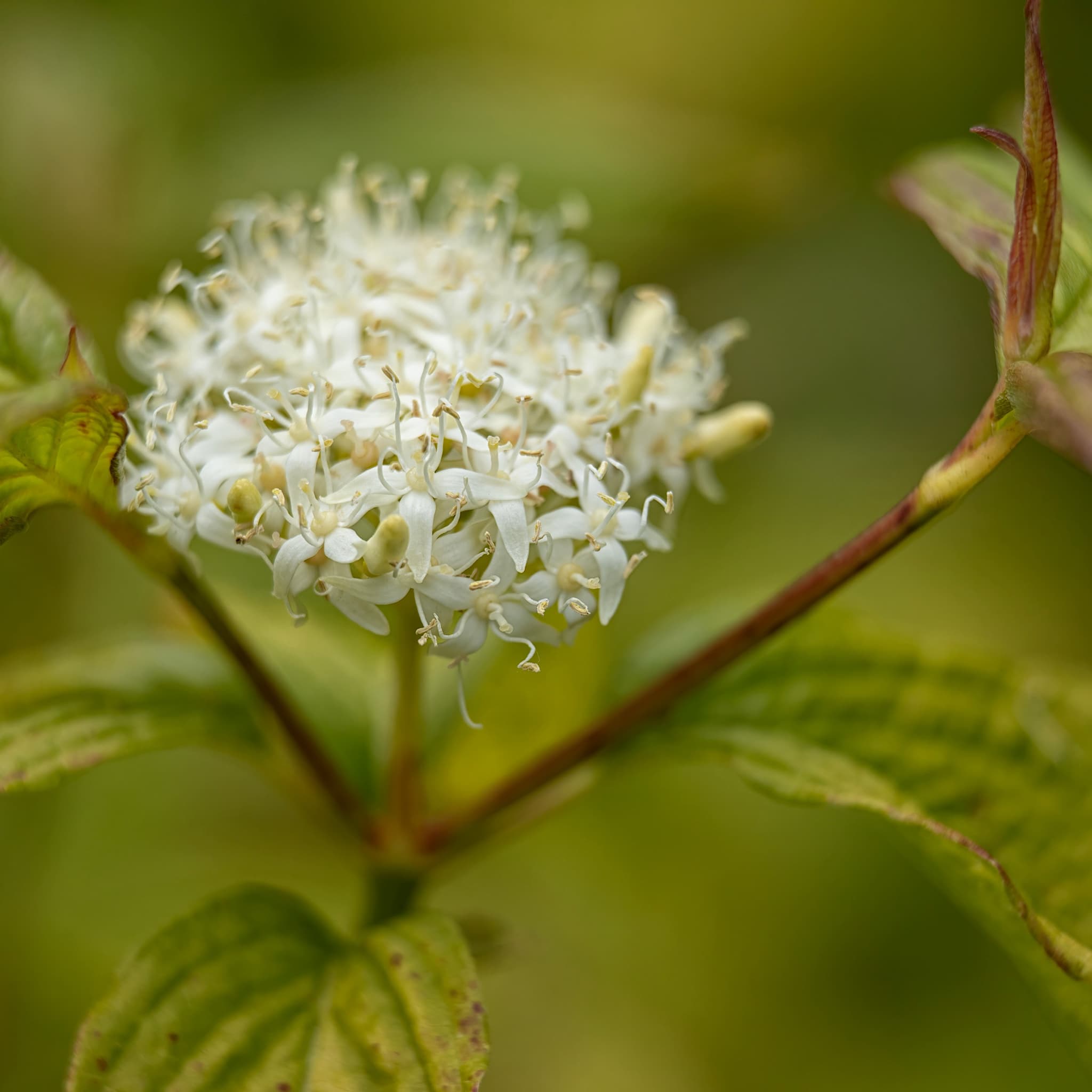 Cornus alba 'Sibirica'