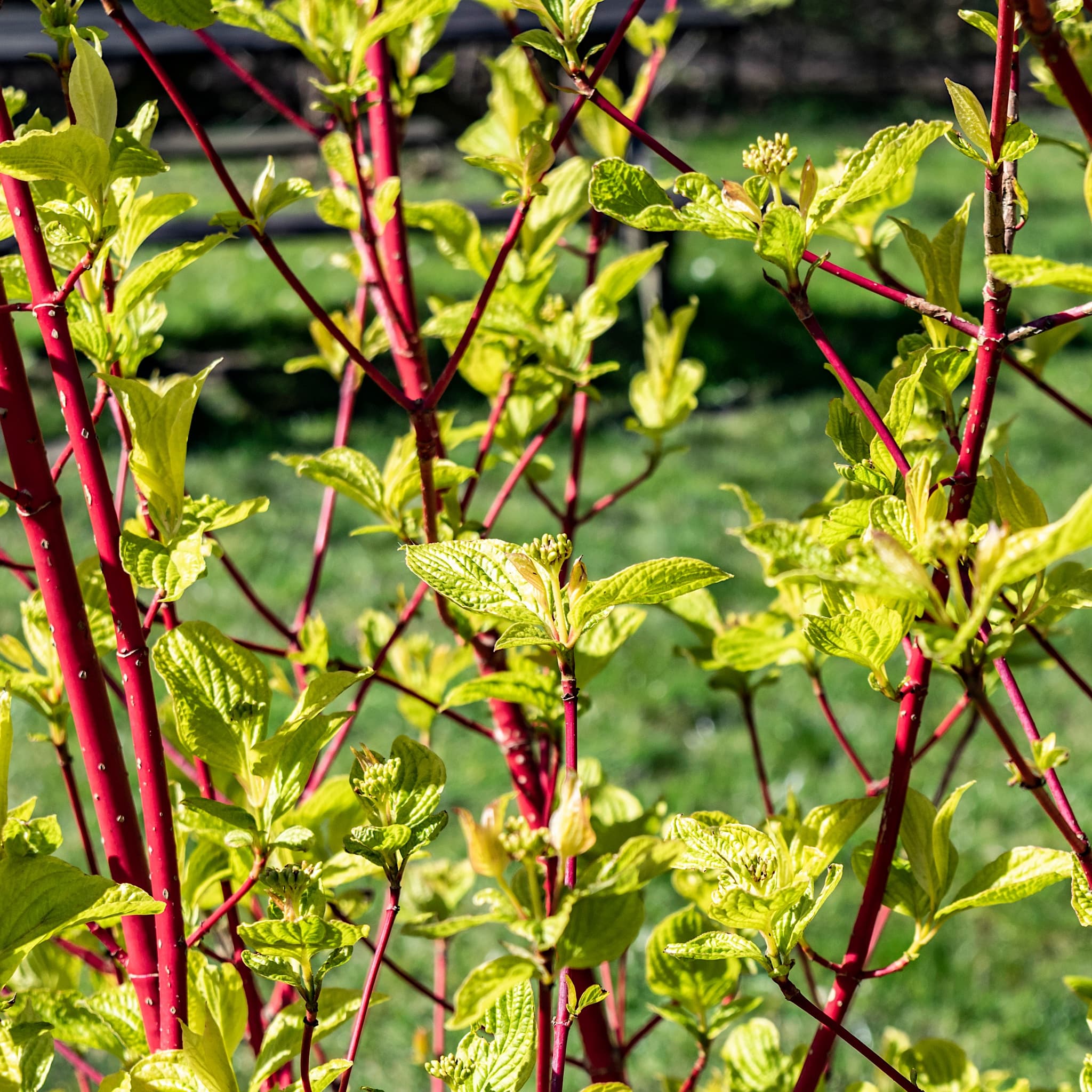 Cornus alba 'Sibirica'