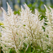 Astilbe 'Irrlicht'