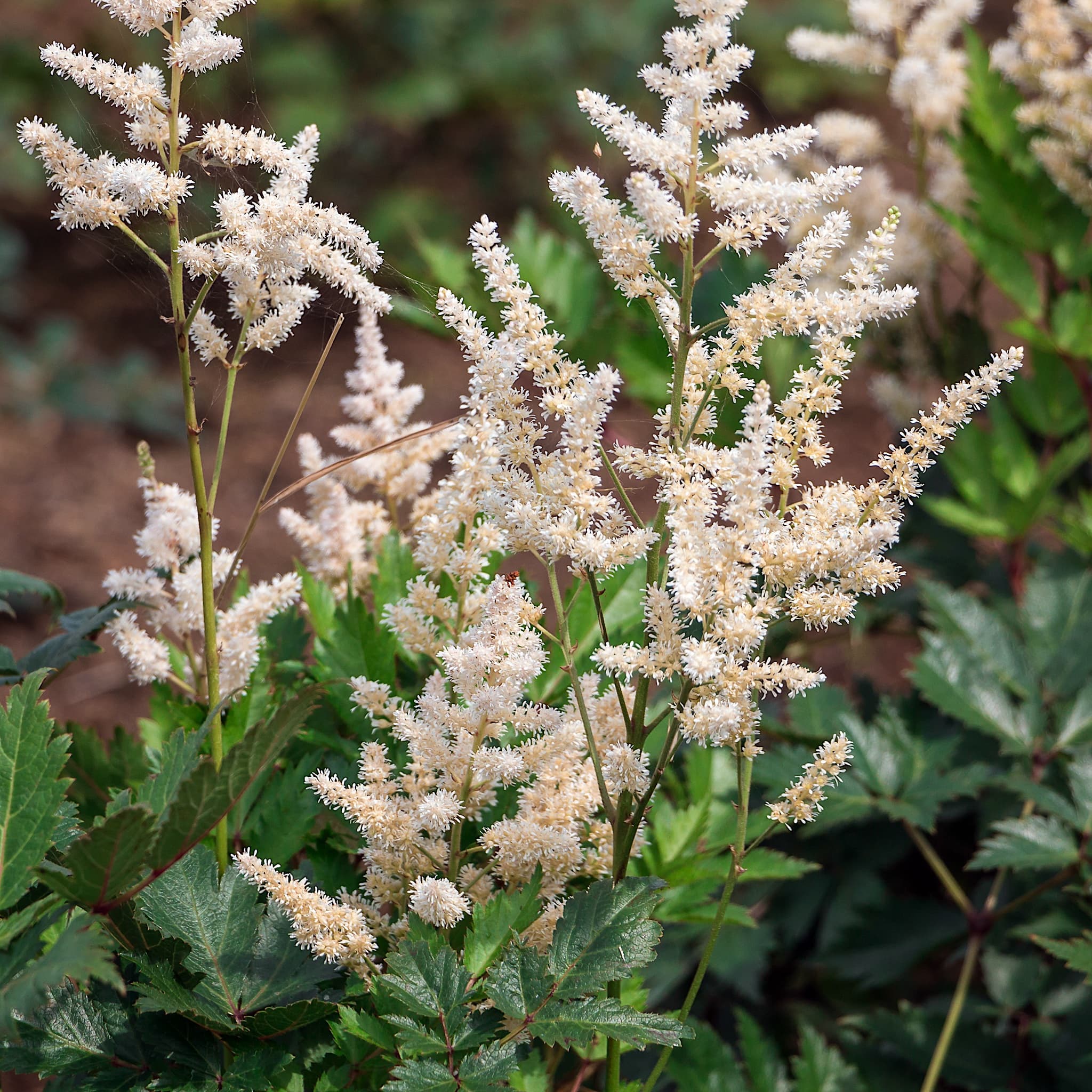 Astilbe 'Irrlicht'