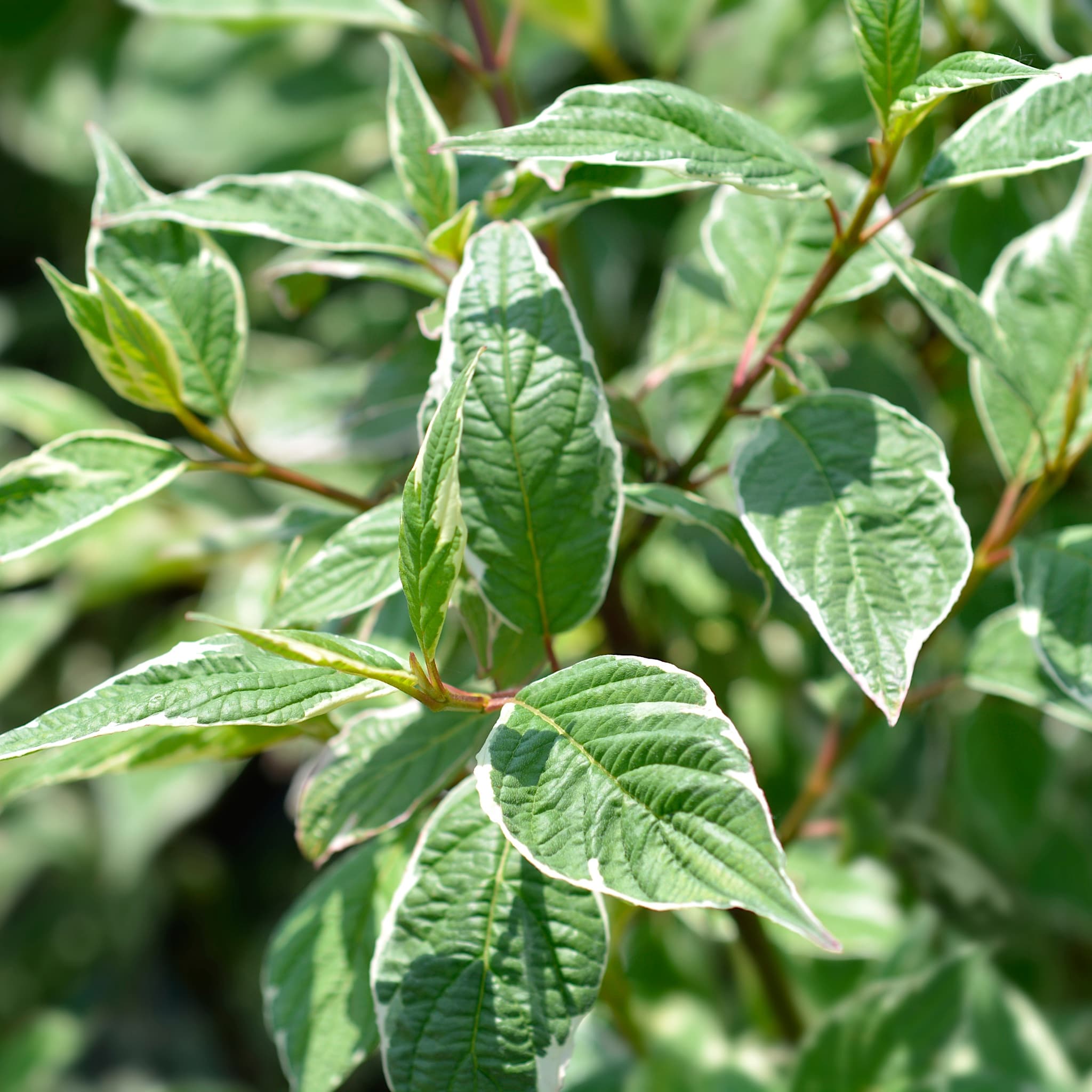 Cornus alba 'Sibirica Variegata'