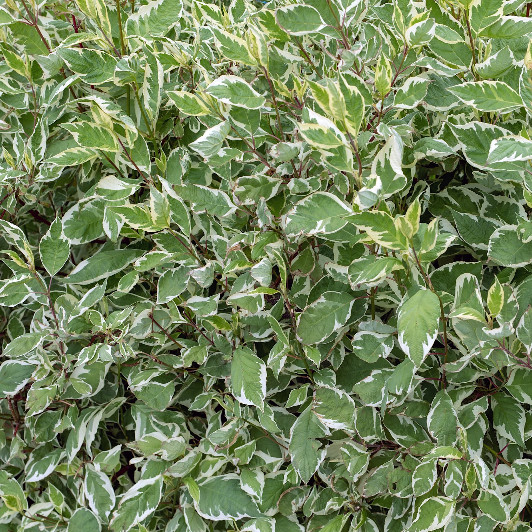 Cornus alba 'Sibirica Variegata'