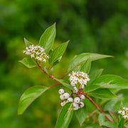 Cornus sericea 'Kelseyi'