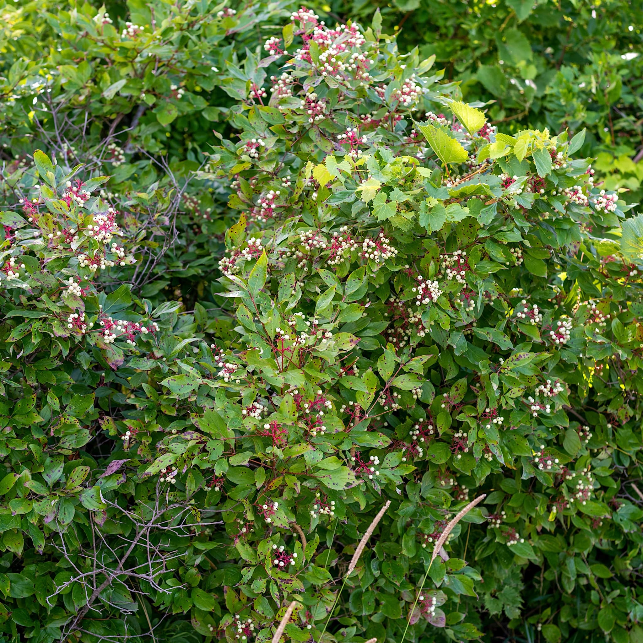 Cornus sericea 'Kelseyi'