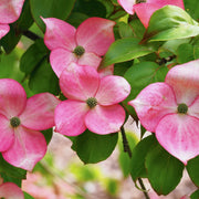 Cornus kousa 'Satomi’