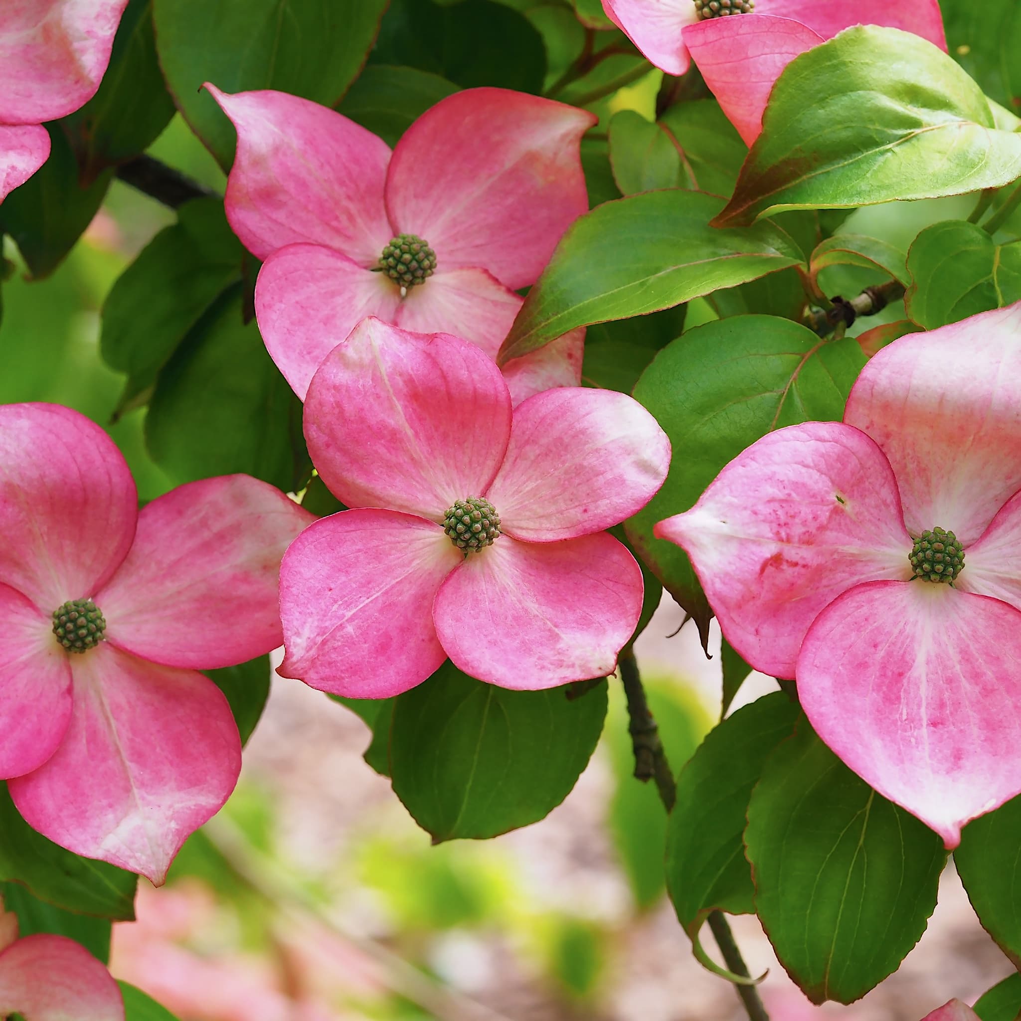 Cornus kousa 'Satomi’