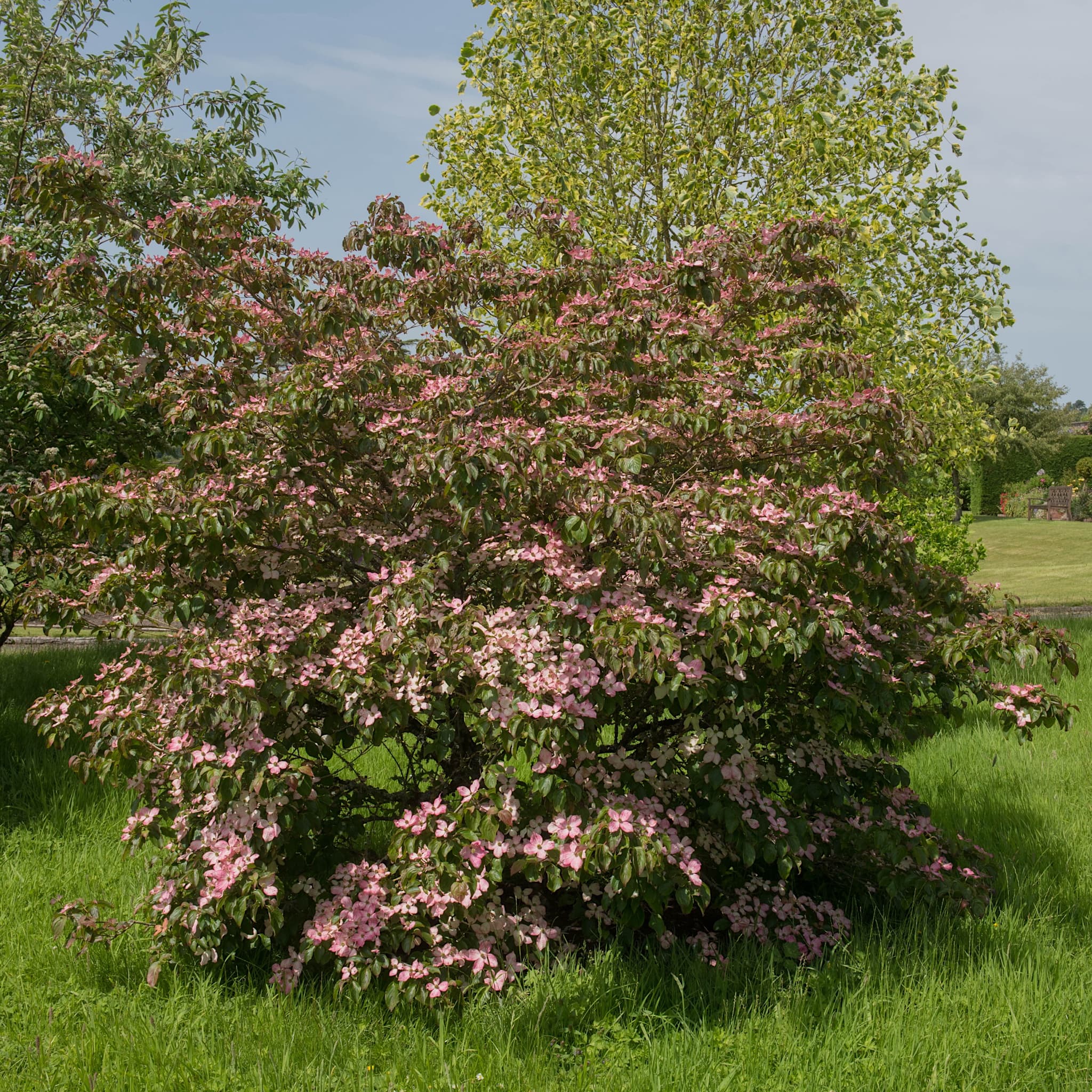 Cornus kousa 'Satomi’