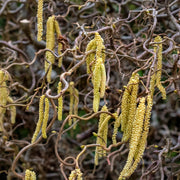 Corylus avellana 'Contorta'