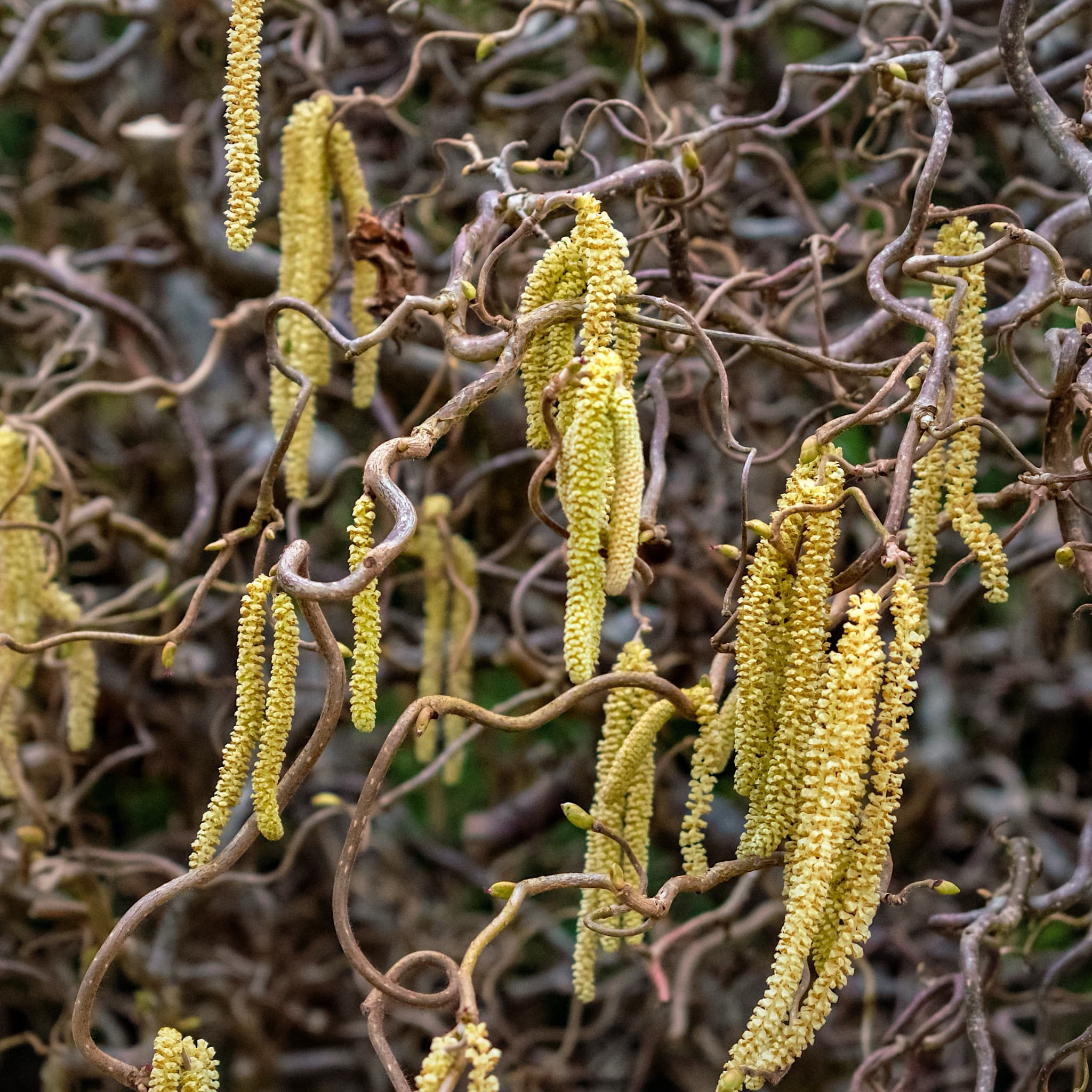 Corylus avellana 'Contorta'