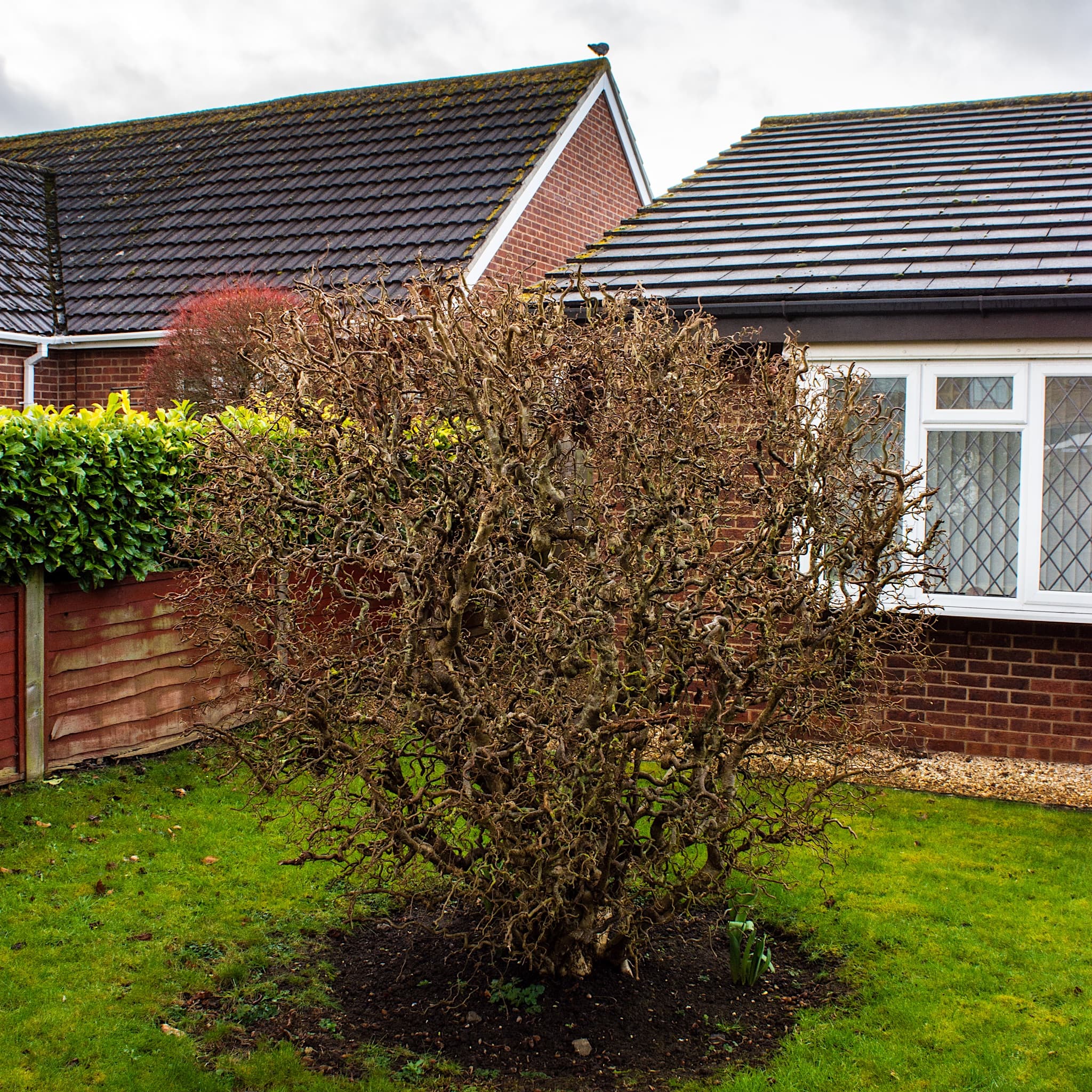 Corylus avellana 'Contorta'