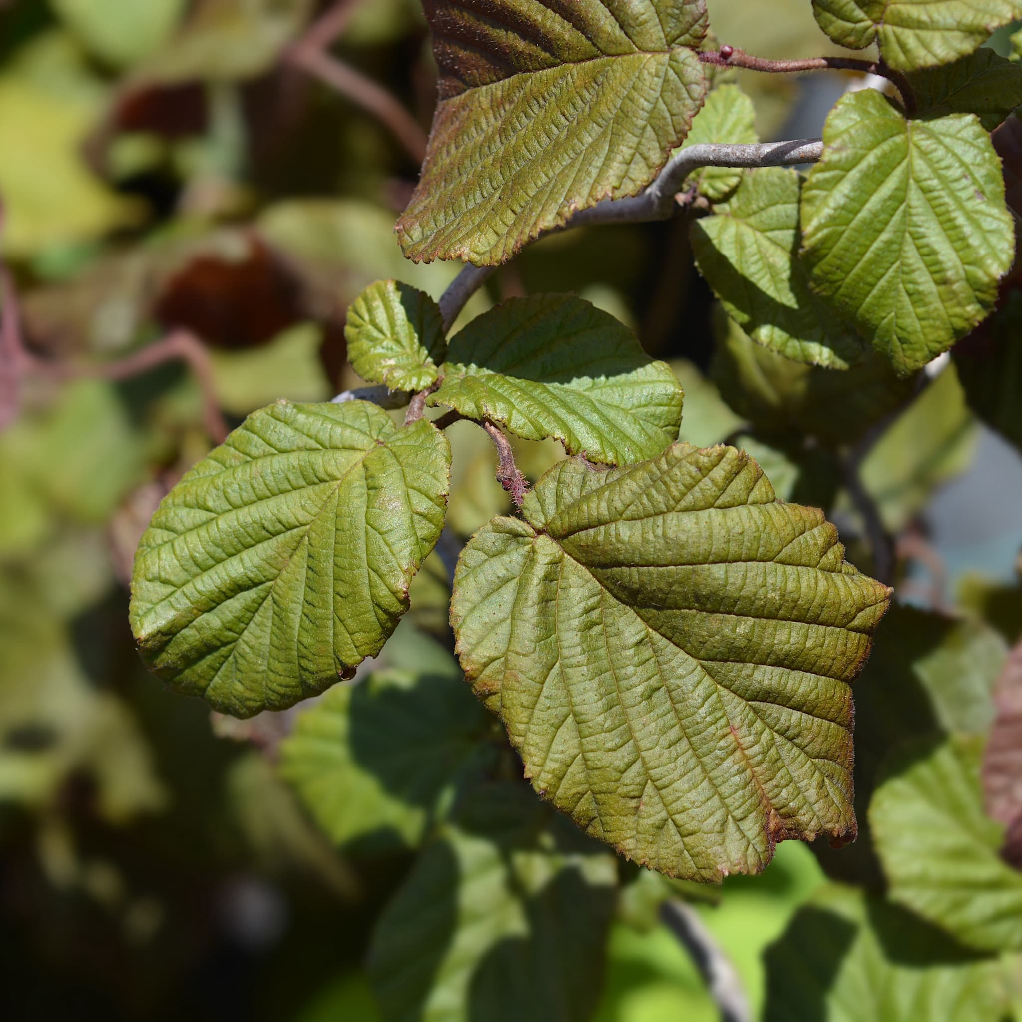Corylus avellana 'Red Majestic'