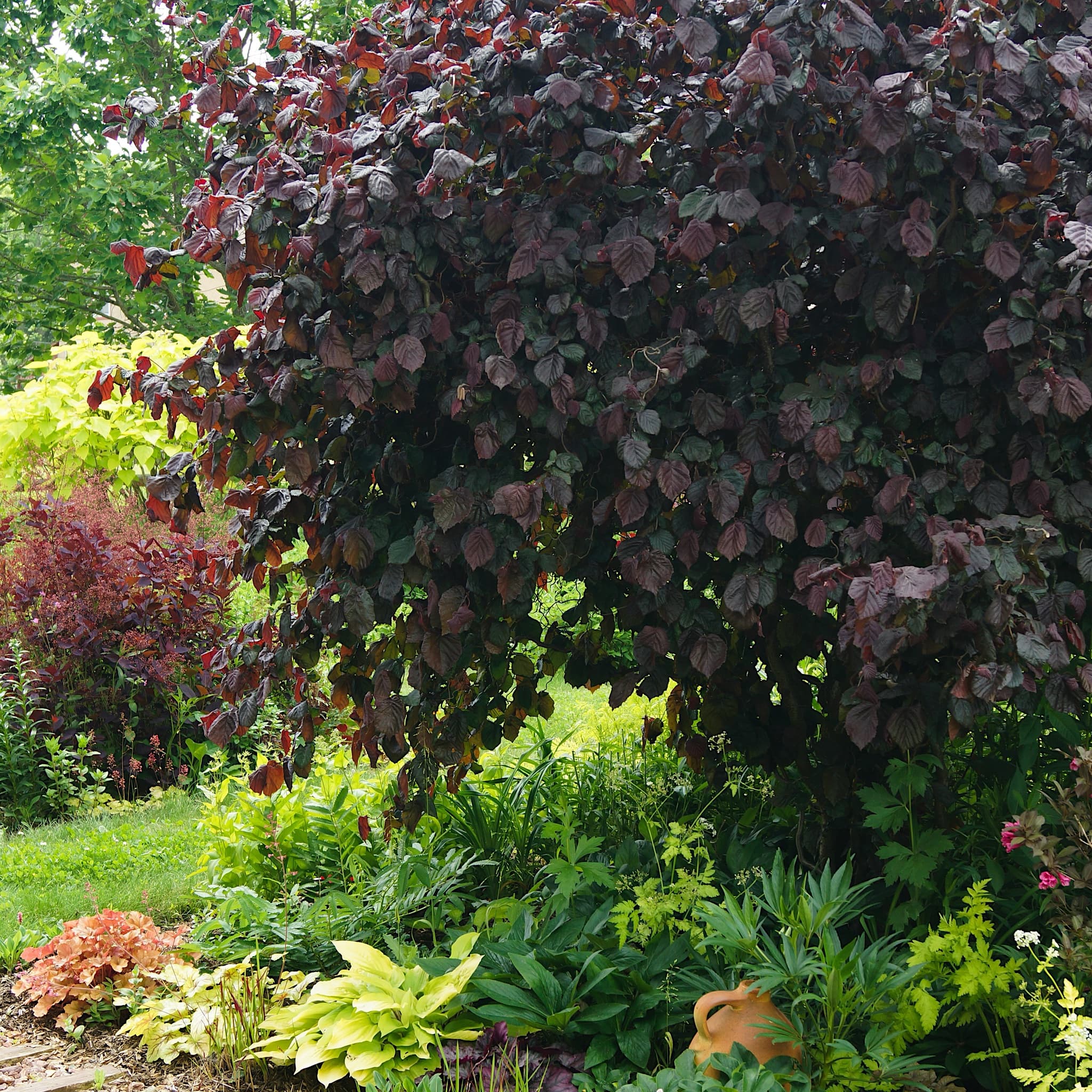 Corylus avellana 'Red Majestic'