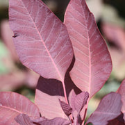 Cotinus dummeri 'Grace'