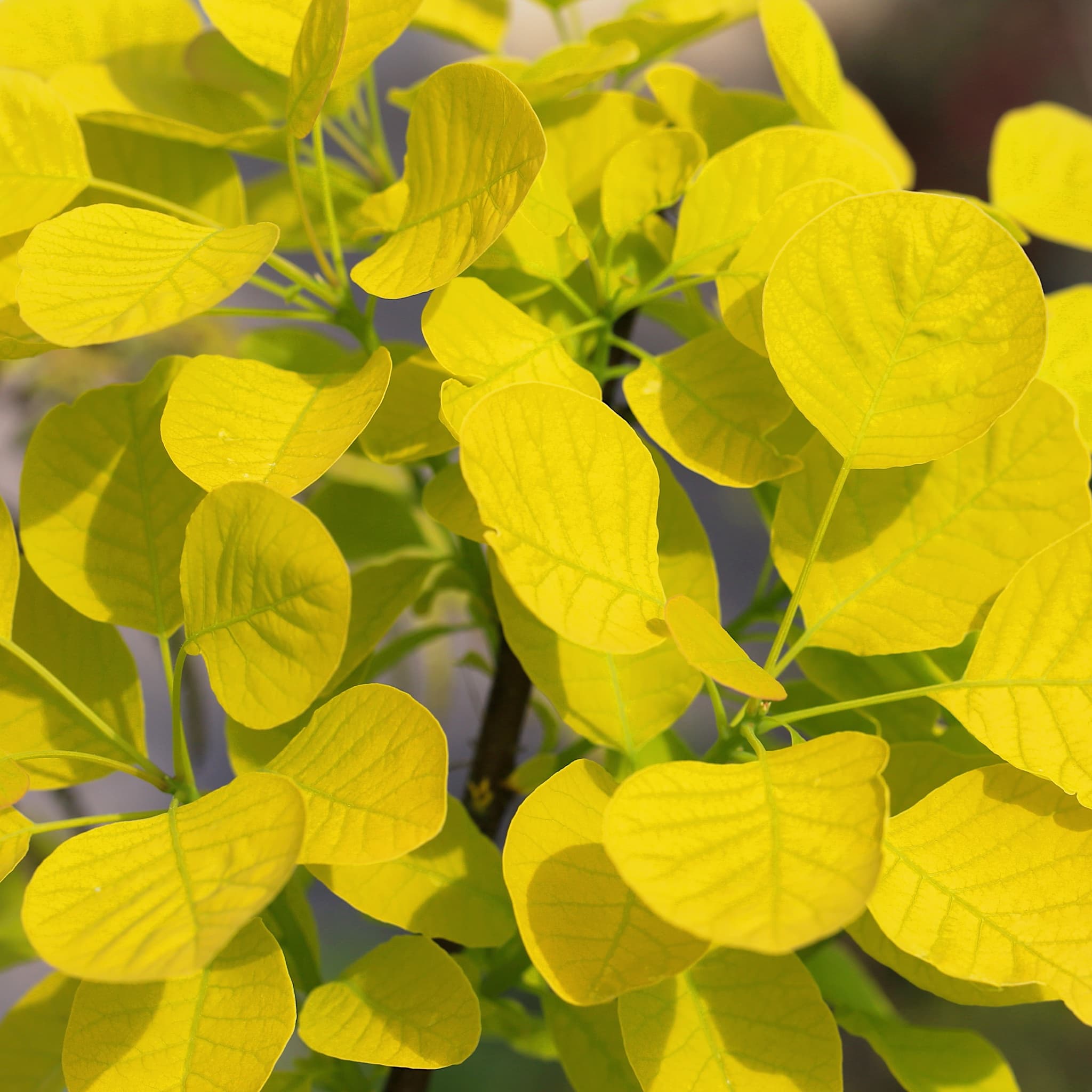 Cotinus 'Golden Spirit'