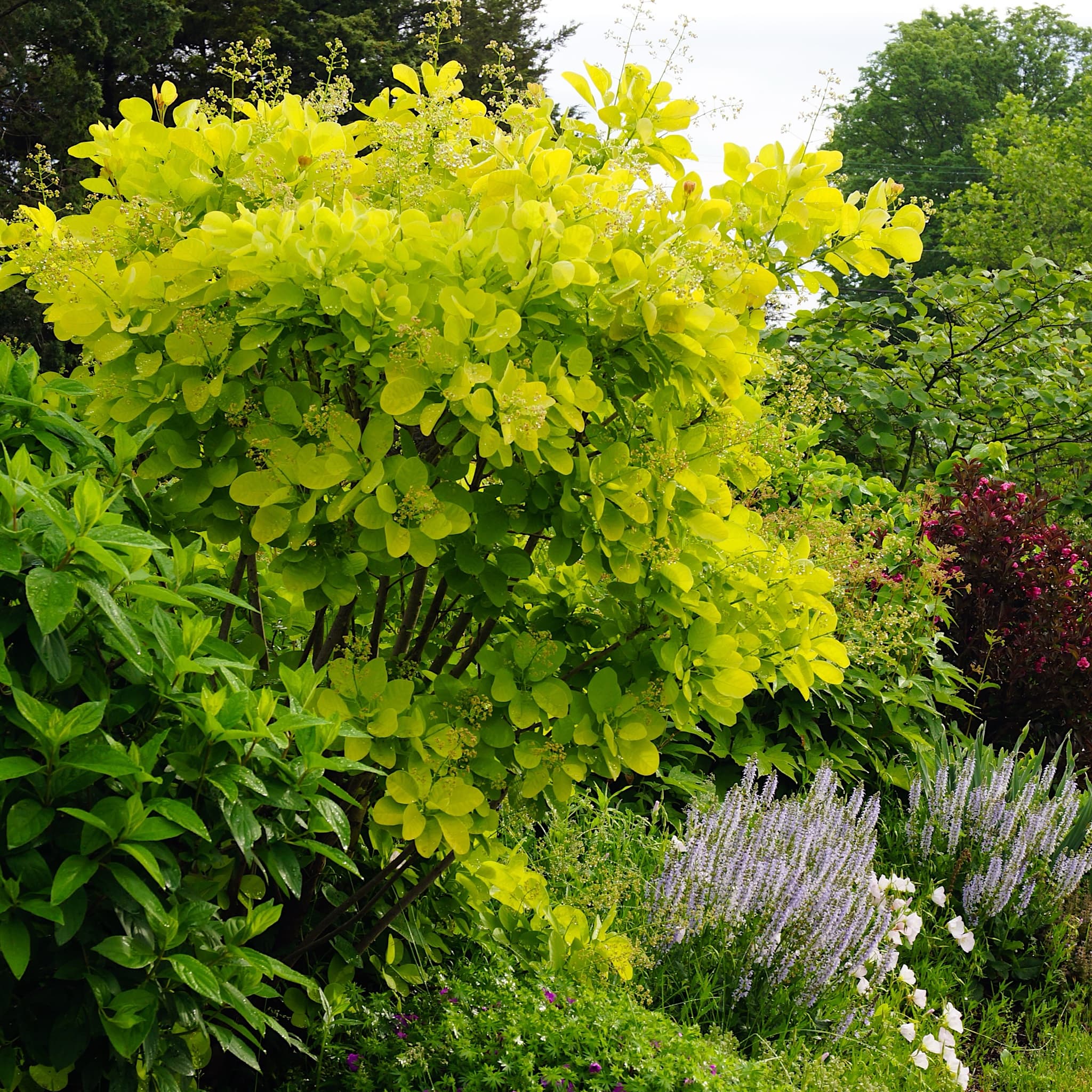 Cotinus 'Golden Spirit'