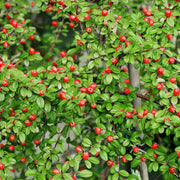 Cotoneaster 'Coral Beauty'