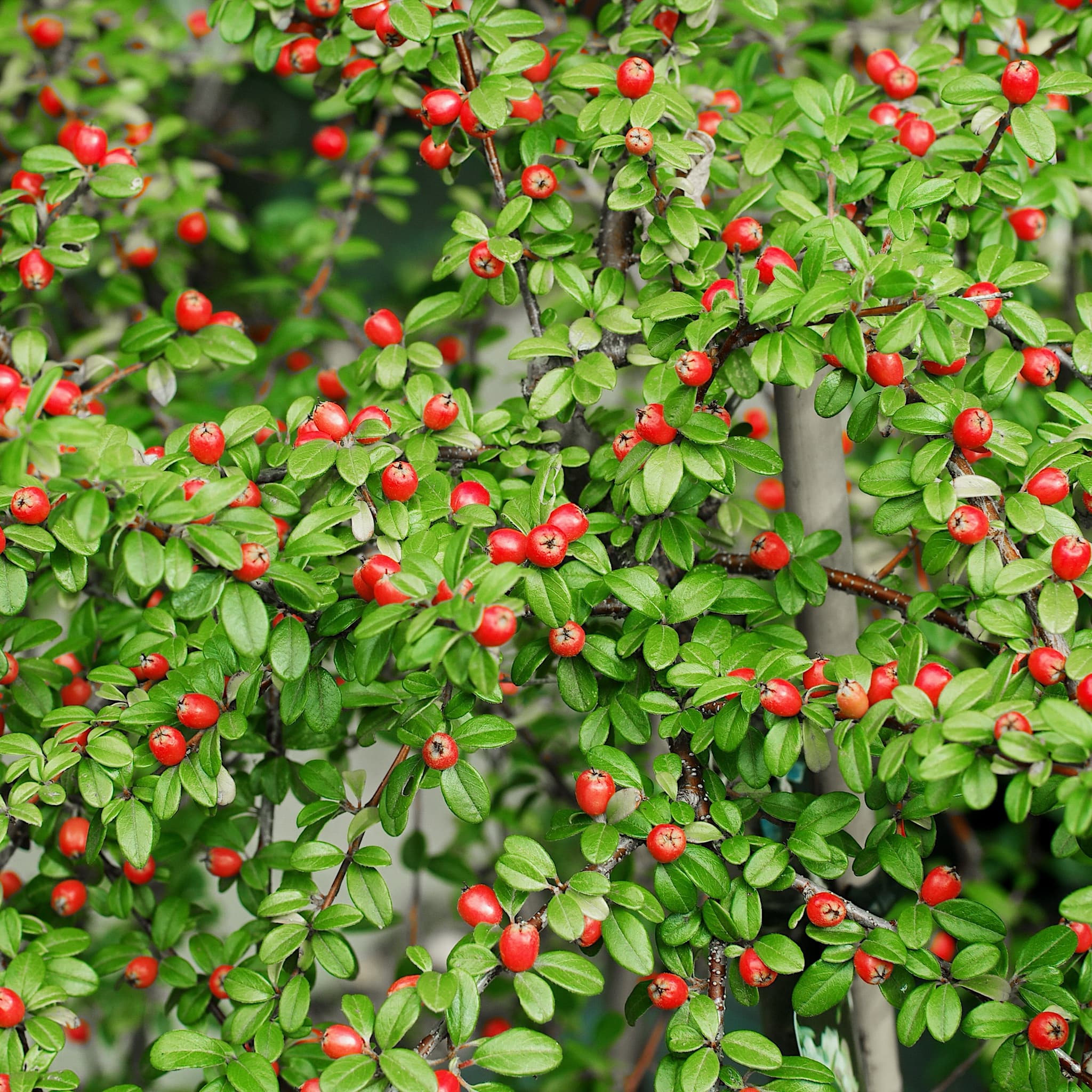 Cotoneaster 'Coral Beauty'