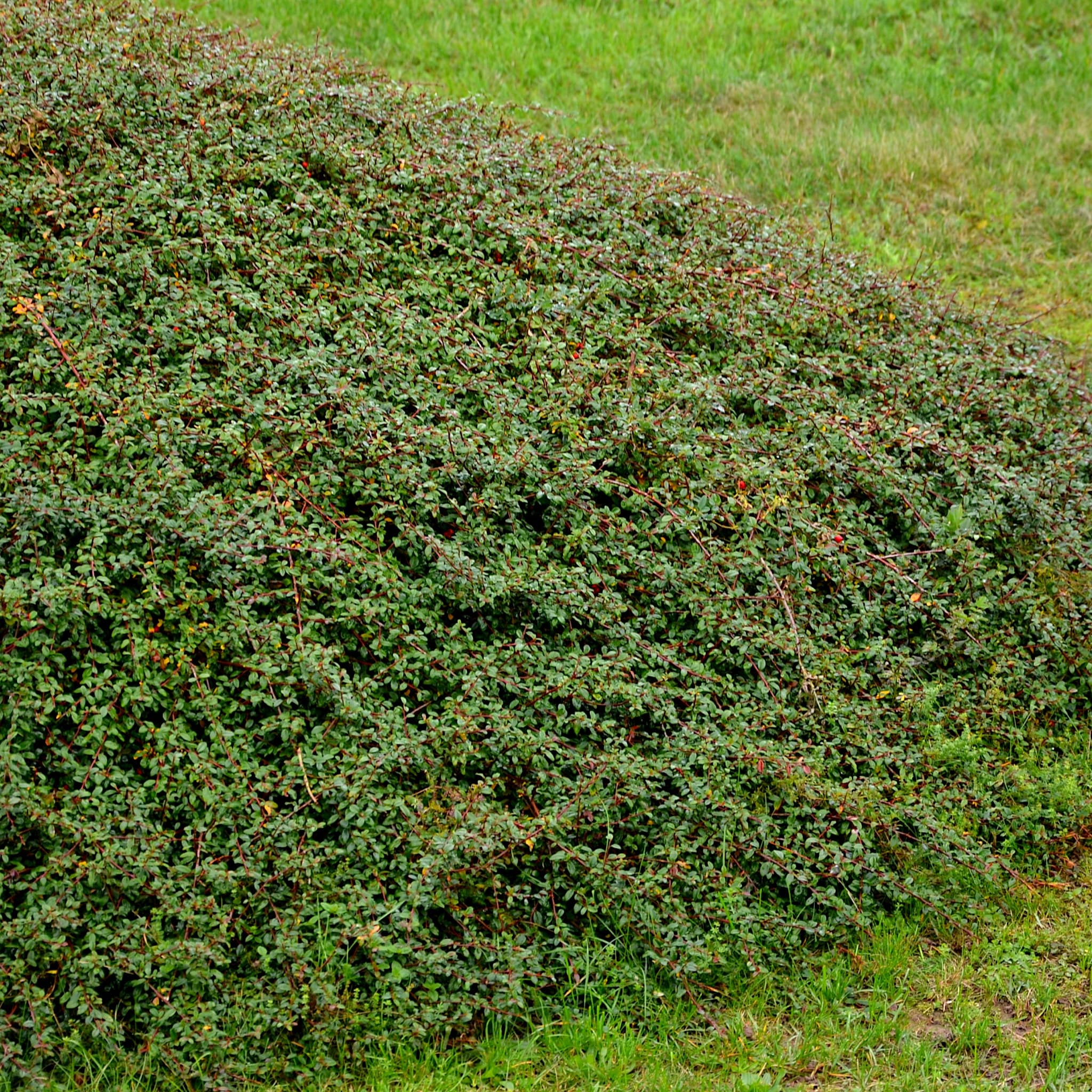 Cotoneaster 'Coral Beauty'