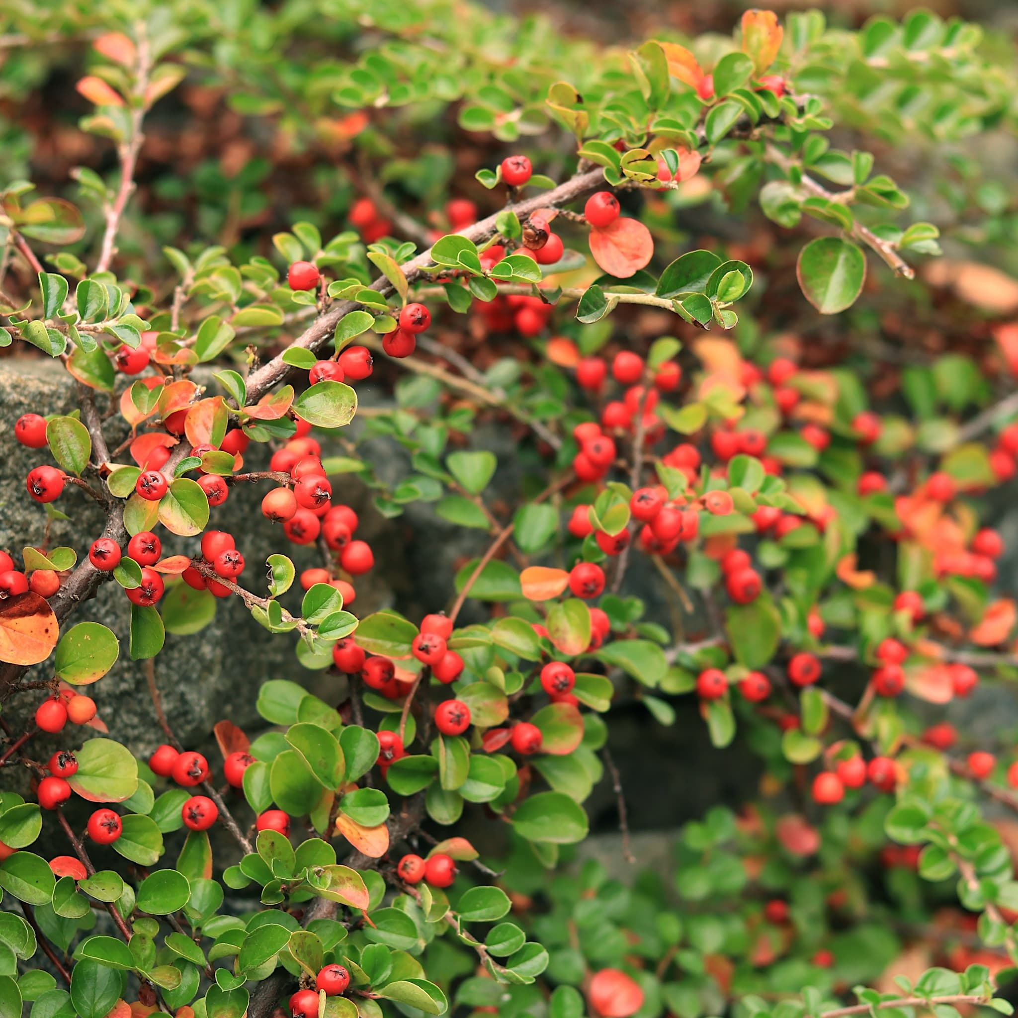 Cotoneaster horizontalis