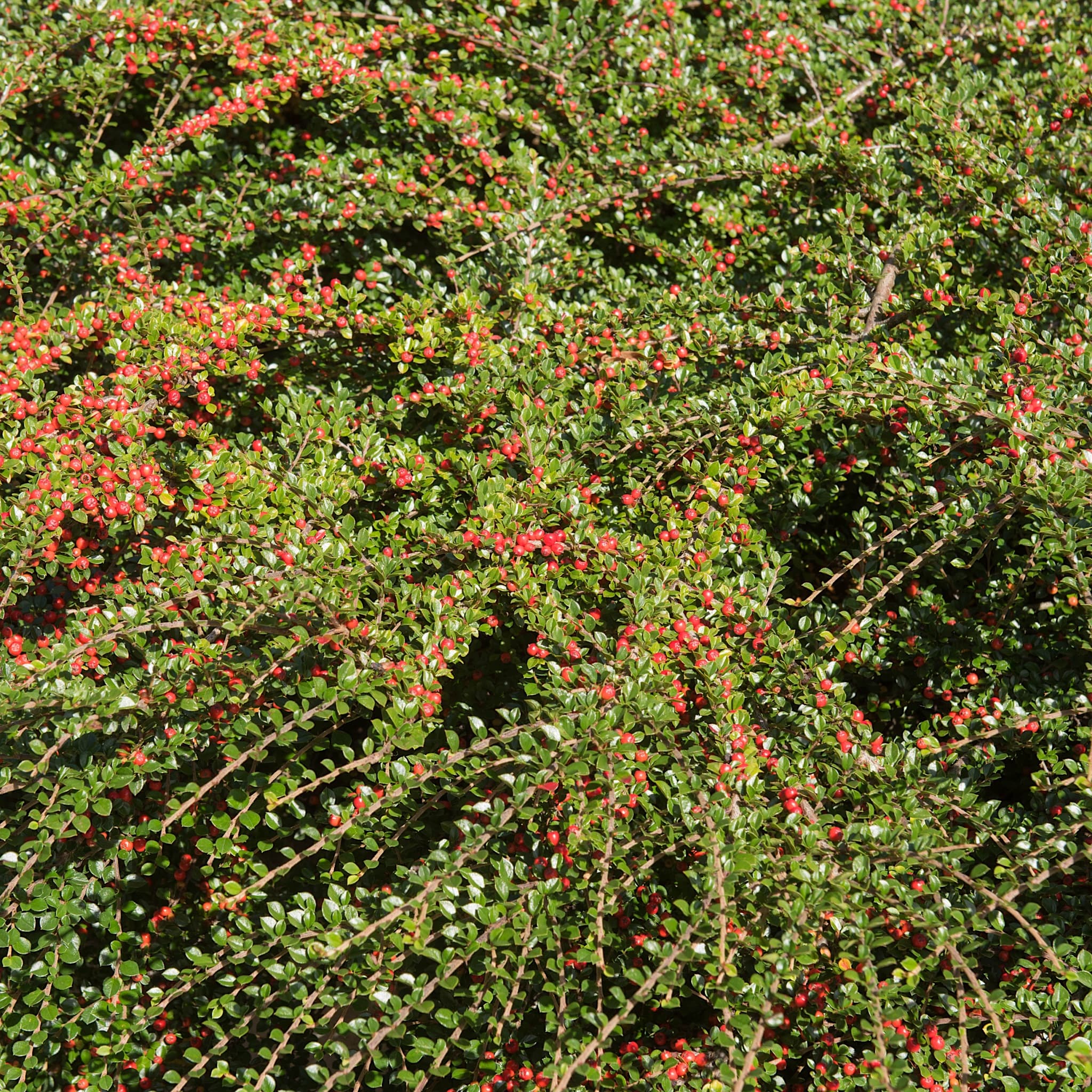 Cotoneaster horizontalis