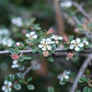 Cotoneaster microphyllus