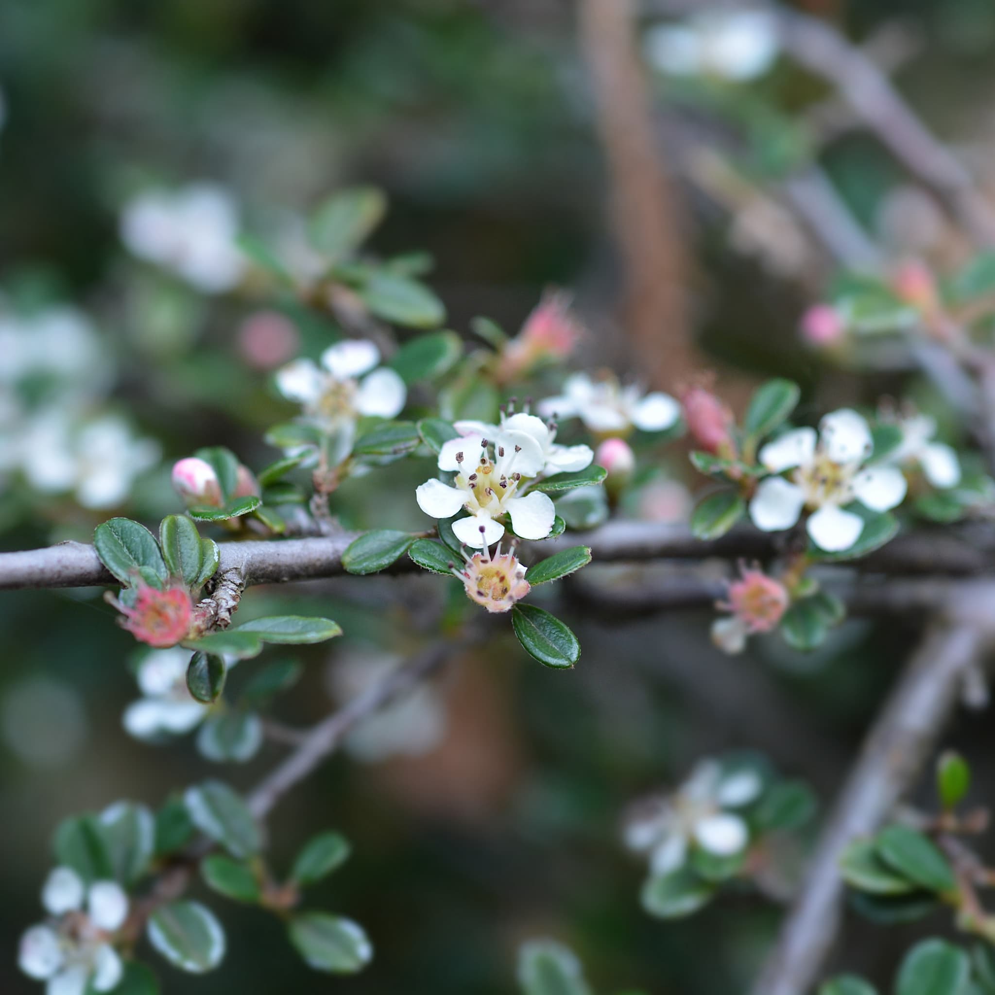 Cotoneaster microphyllus