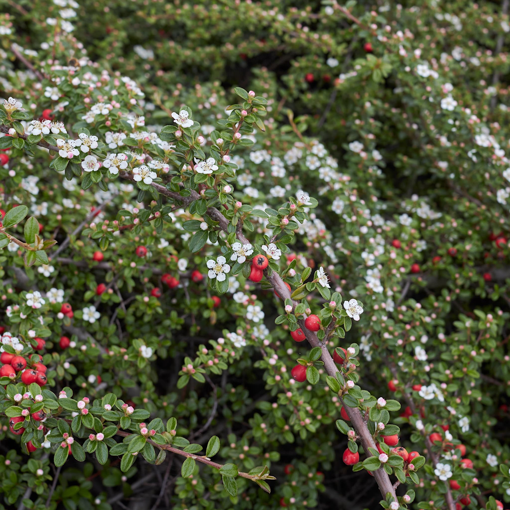 Cotoneaster microphyllus