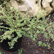 Cotoneaster horizontalis 'Variegatus'