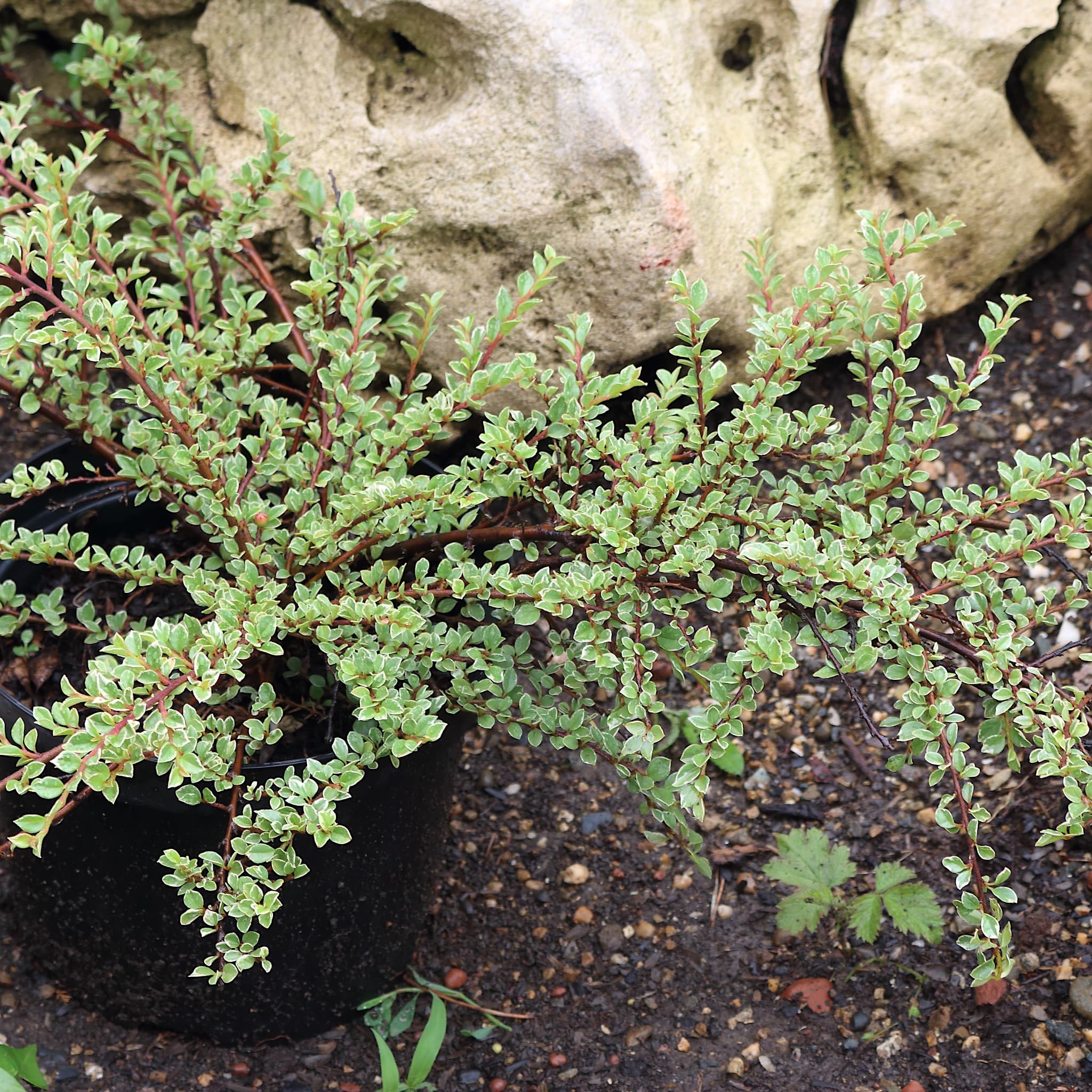 Cotoneaster horizontalis 'Variegatus'